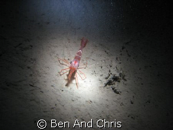 This is a north atlantic red shrimp, taken 120 fts deep i... by Ben And Chris 